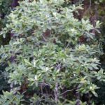 Sweetbay Magnolia, Laurel Magnolia, Swamp Magnolia - Magnolia virginiana