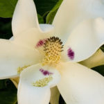 Bigleaf Magnolia - Magnolia macrophylla