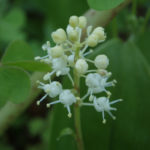Canada Mayflower, False Lily-of-the-Valley, Wild Lily of the Valley - Maianthemum canadense