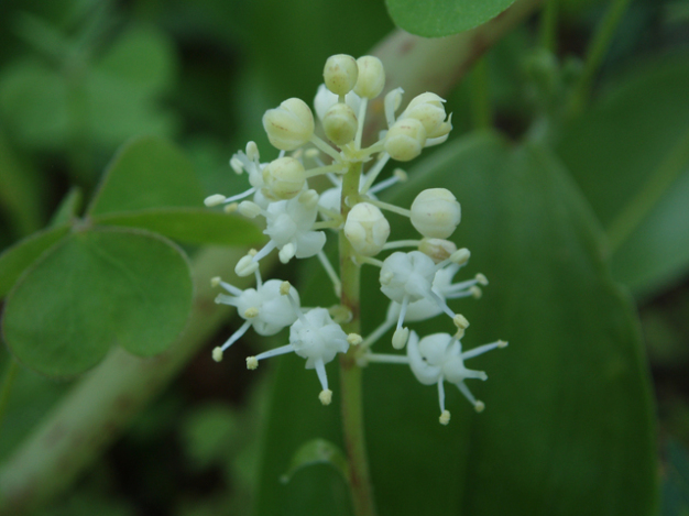Canada Mayflower, False Lily-of-the-Valley, Wild Lily of the Valley - Maianthemum canadense