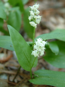 Canada Mayflower, False Lily-of-the-Valley, Wild Lily of the Valley - Maianthemum canadense 2