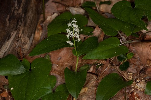 Canada Mayflower, False Lily-of-the-Valley, Wild Lily of the Valley - Maianthemum canadense 3