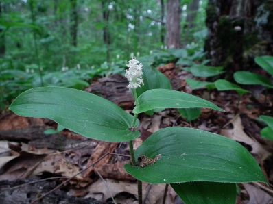 Canada Mayflower, False Lily-of-the-Valley, Wild Lily of the Valley - Maianthemum canadense 1