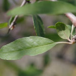 Southern Crabapple, Southern Crab Apple - Malus angustifolia (Pyrus angustifolia) 3
