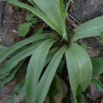 False Aloe, Rattlesnake Master - Manfreda virginica (Agave virginica) 1