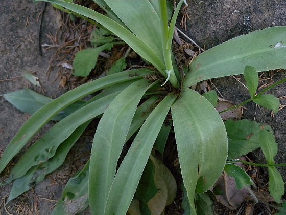 False Aloe, Rattlesnake Master - Manfreda virginica (Agave virginica) 1