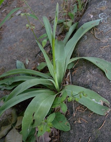 False Aloe, Rattlesnake Master - Manfreda virginica (Agave virginica)