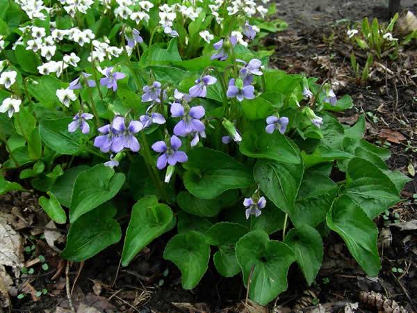 Marsh Blue Violet - Viola cucullata