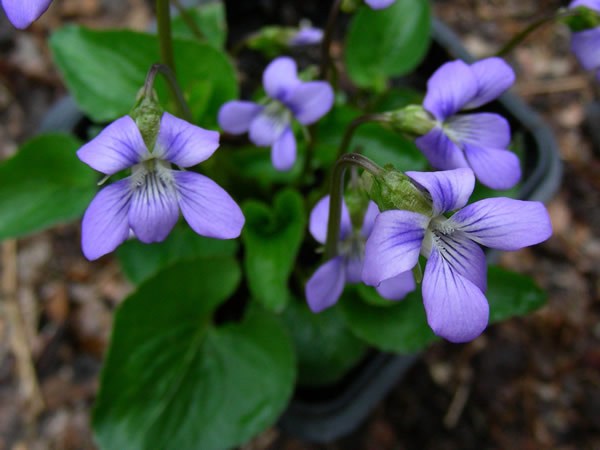 Marsh Blue Violet - Viola cucullata 2