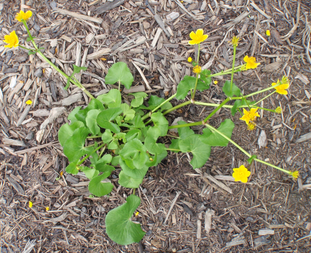 Marsh Marigold - Catha palustris 2