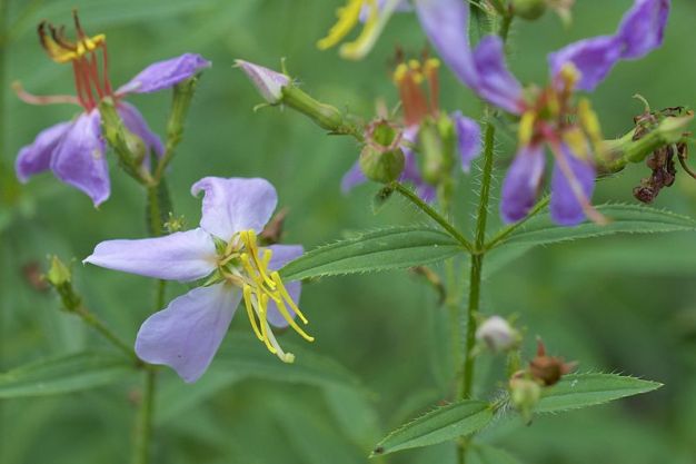 Maryland Meadow Beauty - Rhexia mariana