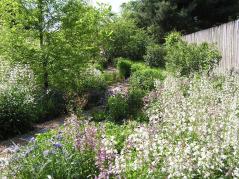 Smooth Penstemon, Foxglove Beardtongue - Penstemon digitalis 3