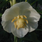Mayapple, Mandrake - Podophyllum peltatum