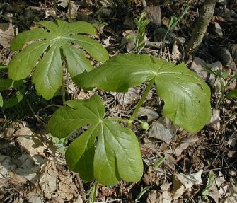 Mayapple, Mandrake - Podophyllum peltatum 2
