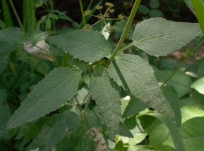 Meadow Parsnip, Purple Meadow Parsnip - Thaspium trifoliatum