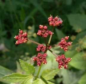 Meadow Parsnip, Purple Meadow Parsnip - Thaspium trifoliatum 2