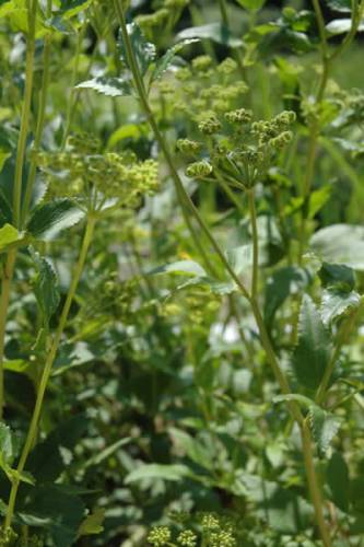 Meadow Parsnip, Purple Meadow Parsnip - Thaspium trifoliatum 3