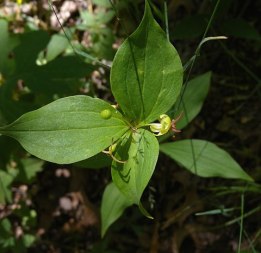 Indian Cucumber-root - Medeola virginiana