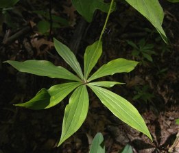 Indian Cucumber-root - Medeola virginiana 1