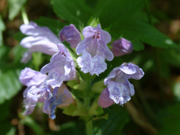 Heartleaf Meehania, Meehan’s Mint - Meehania cordata 2