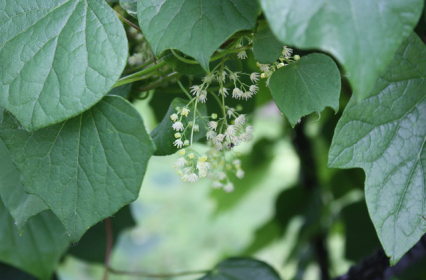 Common Moonseed, Canada Moonseed - Menispermum canadense 4