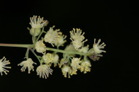 Common Moonseed, Canada Moonseed - Menispermum canadense 3
