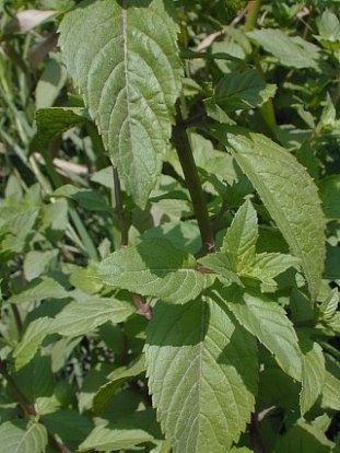 Wild Mint, Field Mint - Mentha arvensis 2