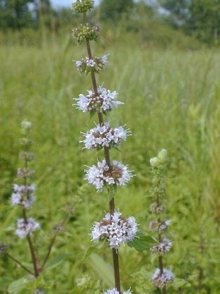 Mentha arvensis (Wild Mint): Minnesota Wildflowers