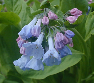 Virginia Bluebells - Mertensia virginica