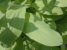 Virginia Bluebells - Mertensia virginica 2