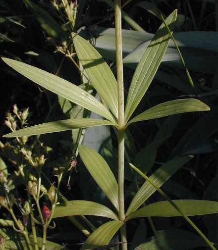 Michigan Lily - Lilium michiganense (Lilium canadense spp. michiganense)