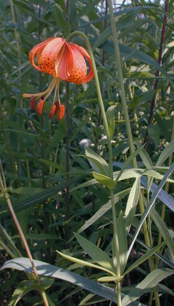 Michigan Lily - Lilium michiganense (Lilium canadense spp. michiganense) 2
