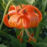 Michigan Lily - Lilium michiganense (Lilium canadense spp. michiganense) 3