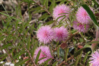 Sensitive Plant, Sensitive-Briar, Little-leaf Mimosa - Mimosa microphylla (Schrankia uncinata) 2