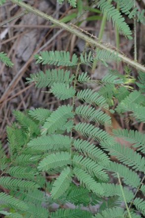 Sensitive Plant, Sensitive-Briar, Little-leaf Mimosa - Mimosa microphylla (Schrankia uncinata)