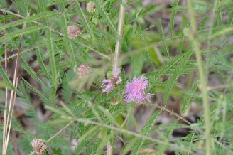 Sensitive Plant, Sensitive-Briar, Little-leaf Mimosa - Mimosa microphylla (Schrankia uncinata) 3