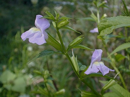 Monkey Flower, Sharpwing Monkeyflower - Mimulus alatus