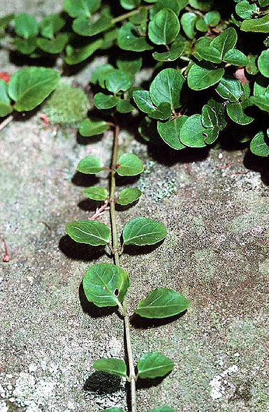 Partridgeberry, Twinberry - Mitchella repens