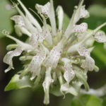 White Bergamont, Basil Balm - Monarda clinopodia 2