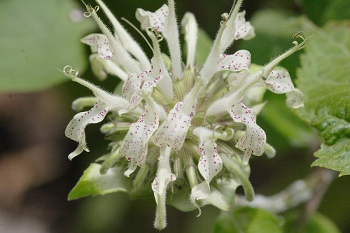 White Bergamont, Basil Balm - Monarda clinopodia 2