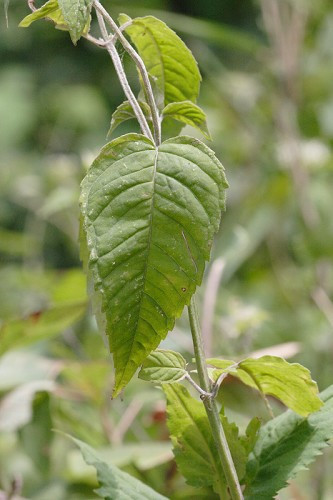 White Bergamont, Basil Balm - Monarda clinopodia