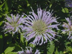 Wild Bergamont - Monarda fistulosa 2