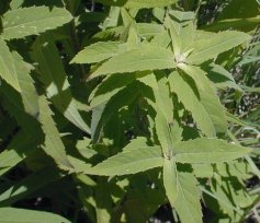 Wild Bergamont - Monarda fistulosa 3