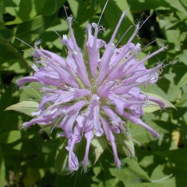 Wild Bergamont - Monarda fistulosa