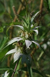 Spotted Beebalm, Dotted Horsemint - Monarda punctata