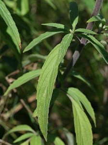 Spotted Beebalm, Dotted Horsemint - Monarda punctata 2