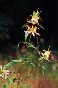 Spotted Beebalm, Dotted Horsemint - Monarda punctata 3