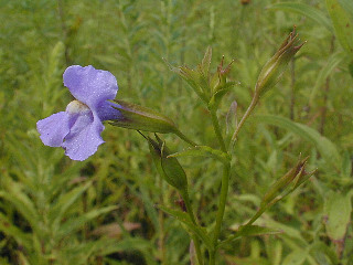 Allegheny Monkey Flower