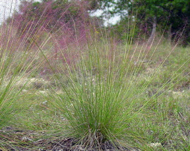 Pink Muhly, Pink Hair Grass - Muhlenbergia capillaris