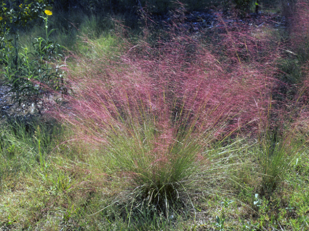 Pink Muhly, Pink Hair Grass - Muhlenbergia capillaris